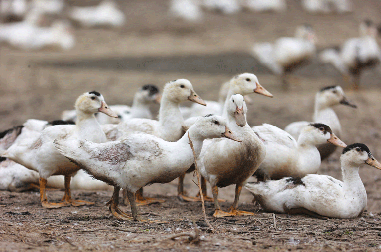 Die seit Herbst geltende Aufstallungspflicht zum Schutz vor der Aviären Influenza ist im Landkreis Helmstedt aufgehoben.