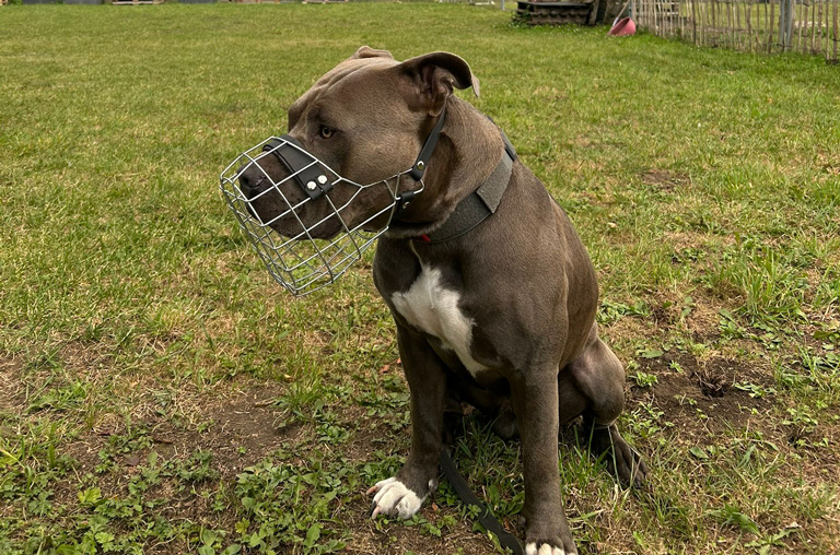 Anlagehunde in Niedersachsen: Mögliche Veränderungen in den Vorschriften bieten gefährlichen Hunden eine zweite Chance.