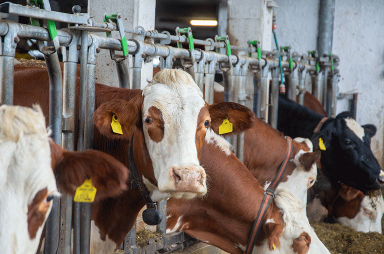 Niedersachsen will die Anbindehaltung von Rindern beenden. Betreffende Betriebe müssen ihre Haltung damit umbauen.