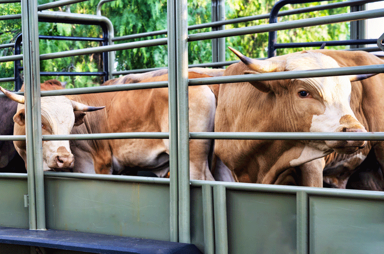Das Land Niedersachsen ein weitreichendes Verbot erlassen: Tiertransporte in mehrere Kriegsgebiete sind ab sofort untersagt.