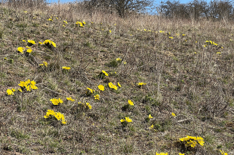 Im Naturschutzgebiet rund um den Heeseberg laufen derzeit umfangreiche Pflegearbeiten, um seltene Lebensräume zu erhalten.