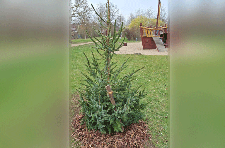Ein frisch gepflanzter Baum ist verschwunden und mit ihm wächst die Sorge vor zunehmendem Vandalismus in Wolfenbüttel.