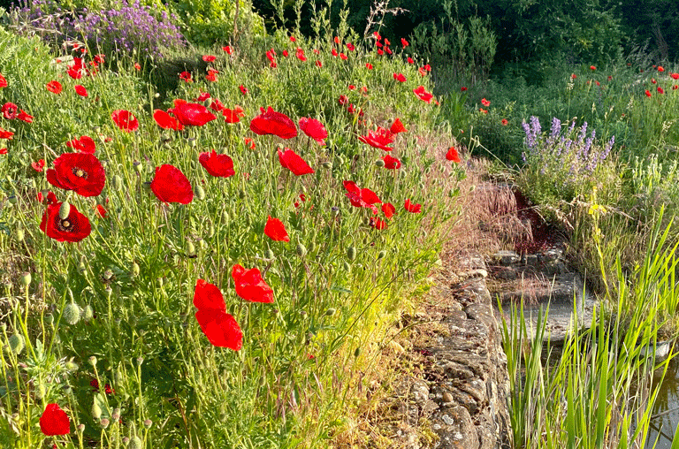 Ein Workshop in Evessen zeigt, wie Gartenbesitzerinnen und -besitzer ihren Garten in lebendige Naturgärten verwandeln können.
