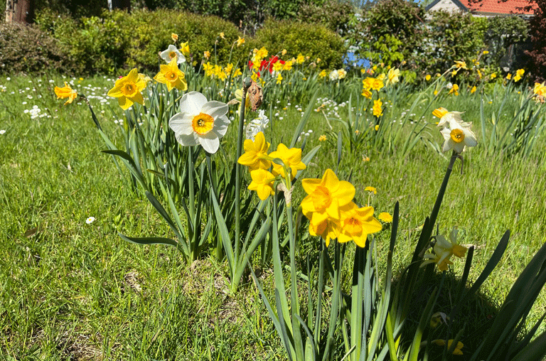Tulpen, Narzissen und Traubenhyazinthen verschönern ordentlich gepflanzt mehrere Wiesen an der Straße durch Sambleben.