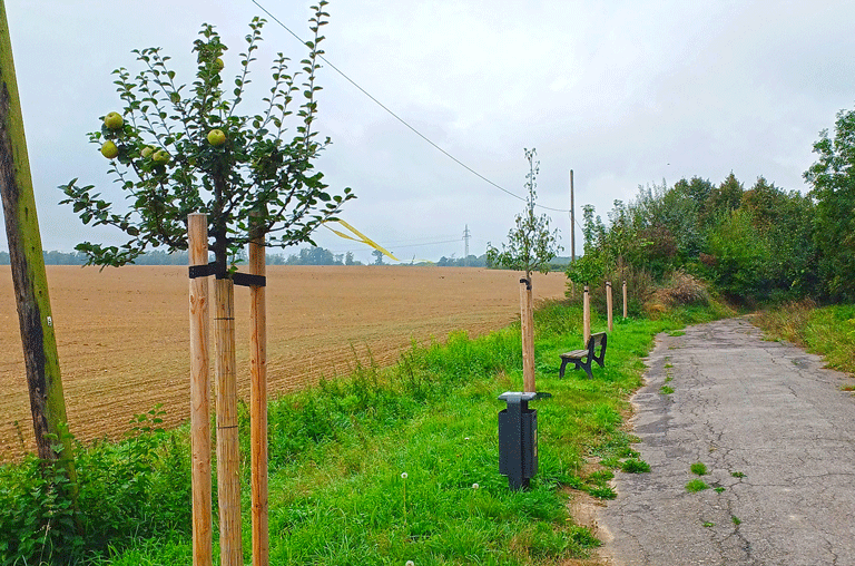 Wer in Wolfenbüttel frisches Obst direkt vom Baum ernten möchte, kann auch in diesem Jahr wieder nach gelben Bändern Ausschau halten.