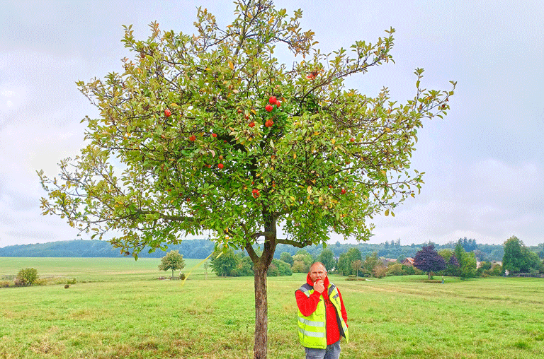Wer in Wolfenbüttel frisches Obst direkt vom Baum ernten möchte, kann auch in diesem Jahr wieder nach gelben Bändern Ausschau halten.