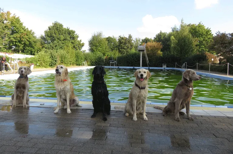 Am Sonntag, den 20. September, von 14 bis 16 Uhr lädt der Förderverein des Dettumer Freibads zum Hundeschwimmen ein.