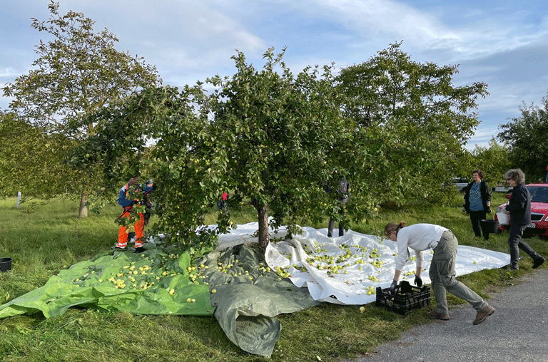 Wenn sich die ersten Blätter färben und die Apfelbäume schwer an ihren Ästen tragen, beginnt im Landkreis Wolfenbüttel wieder der Apfelherbst.