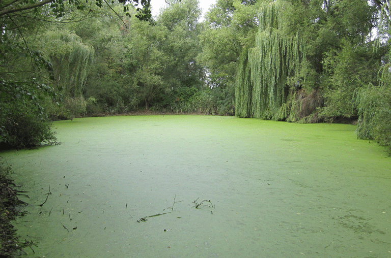 Der Hordorfer Teich wird entschlammt. Foto: Landkreis Wolfenbüttel