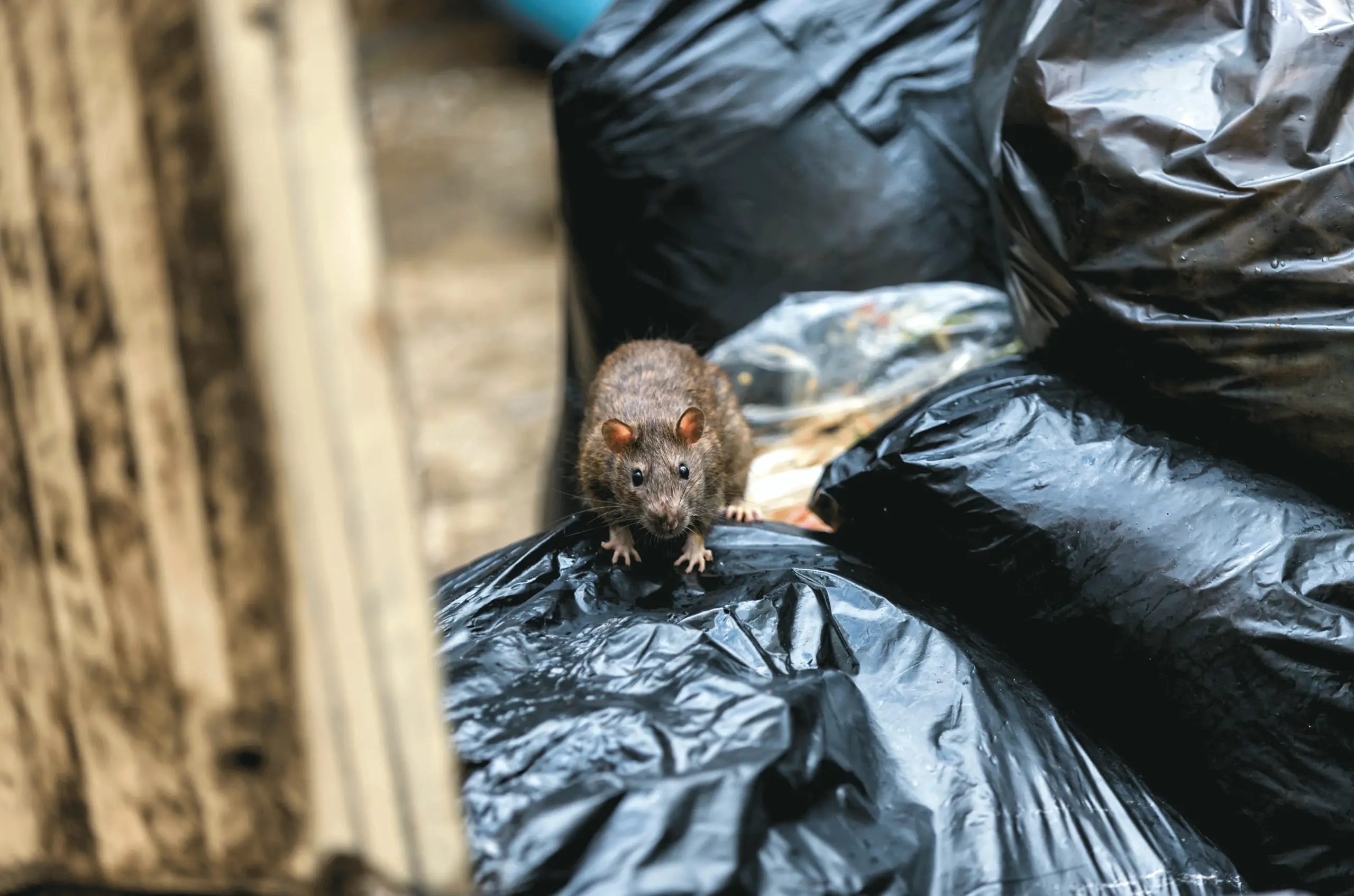 Ratten in Wolfenbüttel: Nach deutlichen Worten im Stadtrat gibt die Stadt jetzt Entwarnung sowie Tipps zur Bekämpfung und Vorbeugung.